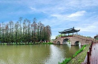 兴化水上森林公园？兴化水上森林公园作文400字？