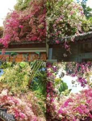 深圳海上田园门票，深圳海上田园门票包含哪些景点