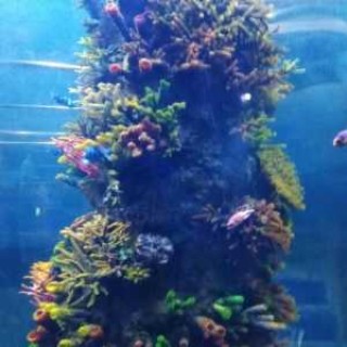 西安曲江海洋馆，西安曲江海洋馆门票费用表