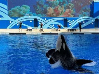 上海海昌海洋公园好玩吗？上海海昌海洋公园游玩记？