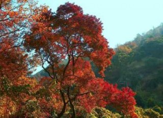 从化石门森林公园一日游攻略？从化石门森林公园一日游攻略跟团？