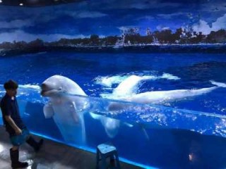 天津极地海昌海洋公园？天津极地海昌海洋公园官方网站购票？