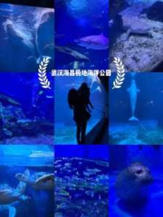 武汉海昌极地海洋世界游玩攻略？武汉有什么好玩的地方景点推荐？