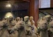 徐州汉兵马俑博物馆？徐州汉兵马俑博物馆开放时间？