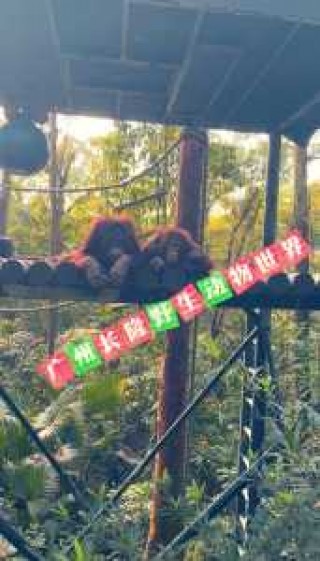 长隆野生动物园门票多少一张，长隆野生动物园门票套餐？