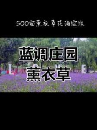 北京薰衣草庄园，北京薰衣草庄园在哪里丰台区