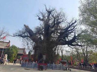 洪洞县大槐树移民真相，洪洞大槐树移民古迹区？