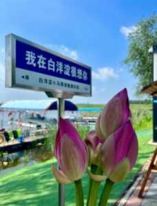 保定白洋淀一日游攻略，保定白洋淀游玩攻略？