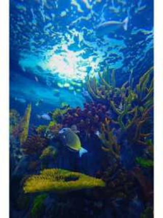 北海海底世界门票优惠政策，北海海底世界门票优惠政策有哪些