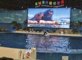德州海洋极地海洋世界门票？德州海洋世界门票多钱？