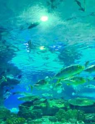 富国海底世界门票官方网站，富国海底世界门票优惠政策？