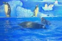 重庆汉海海洋公园？重庆汉海海洋公园和融创海世界哪个好玩？