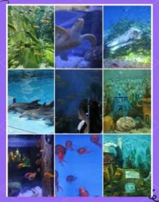 合肥海洋馆门票多少钱一张，合肥海洋馆2020门票？