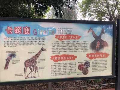 长沙动物园攻略一日游?长沙动物园攻略一日游美图? 第2张 长沙动物园攻略一日游?长沙动物园攻略一日游美图? 第2张