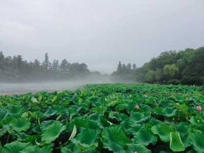 杭州西溪湿地好玩吗,杭州景点西溪湿地 第6张 杭州西溪湿地好玩吗,杭州景点西溪湿地 第6张
