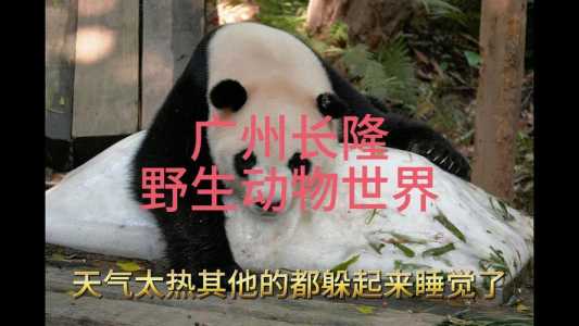 番禺野生动物园门票团购?番禺野生动物园门票多少? 第3张 番禺野生动物园门票团购?番禺野生动物园门票多少? 第3张