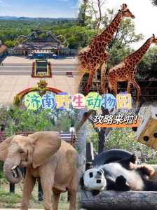 济南野生动物园门票团购?济南野生动物园门票2021? 第3张 济南野生动物园门票团购?济南野生动物园门票2021? 第3张