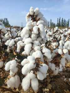 新疆棉花质量好?新疆棉花质量好的主要原因? 第3张 新疆棉花质量好?新疆棉花质量好的主要原因? 第3张
