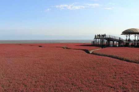 盘锦红海滩景区,盘锦红海滩景区门票免票政策? 第6张 盘锦红海滩景区,盘锦红海滩景区门票免票政策? 第6张