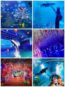 曲江海洋馆门票?曲江海洋馆门票699元双人票? 第5张 曲江海洋馆门票?曲江海洋馆门票699元双人票? 第5张