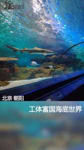 富国海底世界营业时间,富国海底世界营业时间最新? 第5张 富国海底世界营业时间,富国海底世界营业时间最新? 第5张