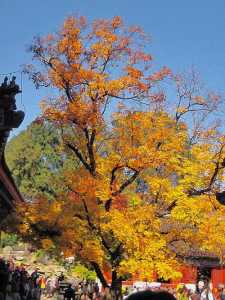 北京香山红叶观赏时间,北京香山红叶观赏高峰首日? 第2张 北京香山红叶观赏时间,北京香山红叶观赏高峰首日? 第2张