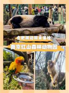 合肥野生动物园,合肥野生动物园地图? 第3张 合肥野生动物园,合肥野生动物园地图? 第3张