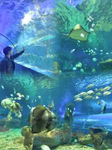 秦皇岛海底世界门票,秦皇岛海底世界门票多少一张? 第2张 秦皇岛海底世界门票,秦皇岛海底世界门票多少一张? 第2张