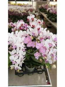 北京世界鲜花港官方网站,北京世界鲜花港门票预约 第1张 北京世界鲜花港官方网站,北京世界鲜花港门票预约 第1张