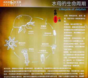 南京海底世界攻略?南京海底世界攻略 小红书? 第1张 南京海底世界攻略?南京海底世界攻略 小红书? 第1张