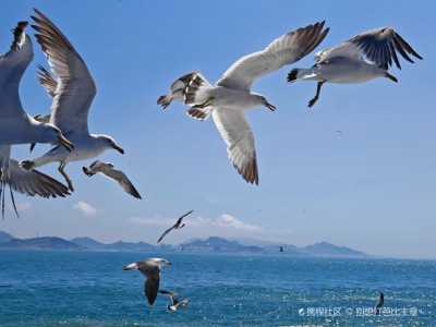 威海海驴岛旅游攻略,威海海驴岛旅游攻略路线 第5张 威海海驴岛旅游攻略,威海海驴岛旅游攻略路线 第5张