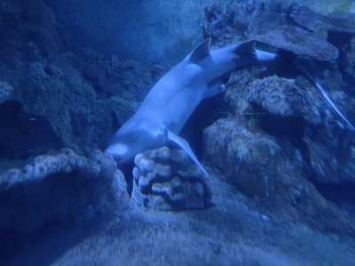厦门海底世界值得去吗,厦门海底世界值得去吗多少钱 第3张 厦门海底世界值得去吗,厦门海底世界值得去吗多少钱 第3张