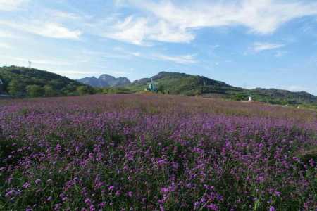 紫云花汐薰衣草庄园?紫云花汐薰衣草庄园图片? 第1张 紫云花汐薰衣草庄园?紫云花汐薰衣草庄园图片? 第1张