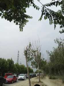 九寨沟天气预报7天,九寨沟天气预报7天15天? 第1张 九寨沟天气预报7天,九寨沟天气预报7天15天? 第1张