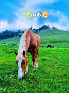关山牧场景区电话号码,关山牧场景区服务电话 第1张 关山牧场景区电话号码,关山牧场景区服务电话 第1张