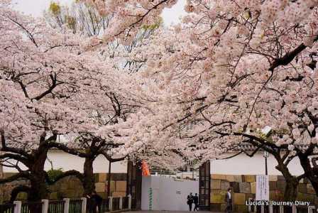 日本东京旅游景点介绍,日本东京的旅游攻略 第5张 日本东京旅游景点介绍,日本东京的旅游攻略 第5张