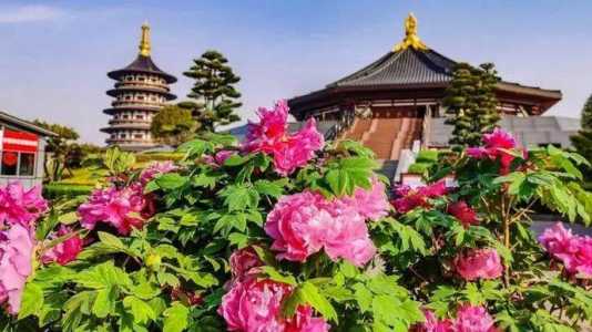 洛阳国家牡丹园,洛阳国家牡丹园门票多少钱一张 第3张 洛阳国家牡丹园,洛阳国家牡丹园门票多少钱一张 第3张