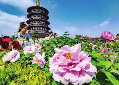 洛阳国家牡丹园,洛阳国家牡丹园门票多少钱一张 第4张 洛阳国家牡丹园,洛阳国家牡丹园门票多少钱一张 第4张
