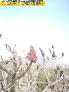 石嘴山旅游攻略,石嘴山旅游景点有哪些好玩 第1张 石嘴山旅游攻略,石嘴山旅游景点有哪些好玩 第1张