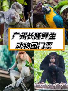 长隆野生动物园门票多少一张,长隆野生动物园门票套餐? 第6张 长隆野生动物园门票多少一张,长隆野生动物园门票套餐? 第6张
