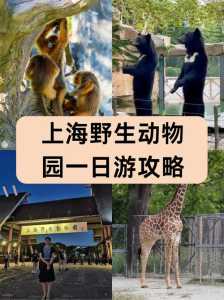 上海动物园门票费用,上海动物园门票费用表? 第3张 上海动物园门票费用,上海动物园门票费用表? 第3张