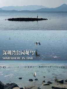 深圳红树林海滨公园,深圳红树林海滨公园在哪个区? 第3张 深圳红树林海滨公园,深圳红树林海滨公园在哪个区? 第3张