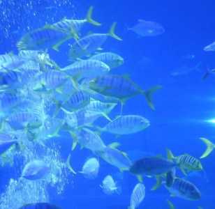福州罗源湾海洋世界,福州罗源湾海洋世界离哪个动车站近 第5张 福州罗源湾海洋世界,福州罗源湾海洋世界离哪个动车站近 第5张
