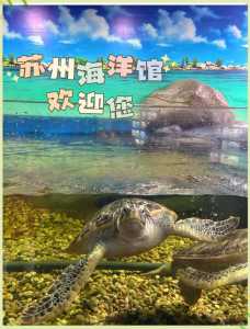 苏州海洋馆门票多少钱,苏州海洋馆门票优惠政策? 第1张 苏州海洋馆门票多少钱,苏州海洋馆门票优惠政策? 第1张