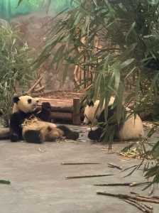 成都大熊猫繁育基地?成都大熊猫繁育基地游玩时长? 第6张 成都大熊猫繁育基地?成都大熊猫繁育基地游玩时长? 第6张