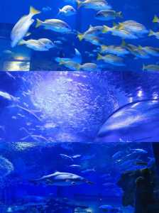 海昌极地海洋公园简介,海昌极地海洋公园介绍? 第3张 海昌极地海洋公园简介,海昌极地海洋公园介绍? 第3张