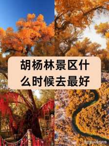 额济纳胡杨林最佳时间,额济纳胡杨林旅游攻略哪几天 第2张 额济纳胡杨林最佳时间,额济纳胡杨林旅游攻略哪几天 第2张