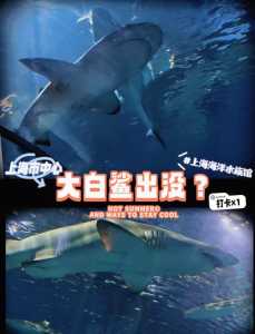 上海海洋水族馆门票,上海海洋水族馆门票60? 第3张 上海海洋水族馆门票,上海海洋水族馆门票60? 第3张
