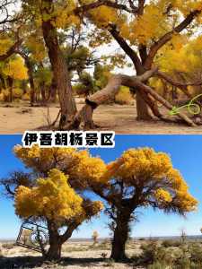哈密旅游景点有哪些地方,哈密地区旅游景点 第1张 哈密旅游景点有哪些地方,哈密地区旅游景点 第1张