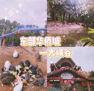 深圳东部华侨城一日游游玩攻略,深圳比较好三个海洋馆 第1张 深圳东部华侨城一日游游玩攻略,深圳比较好三个海洋馆 第1张